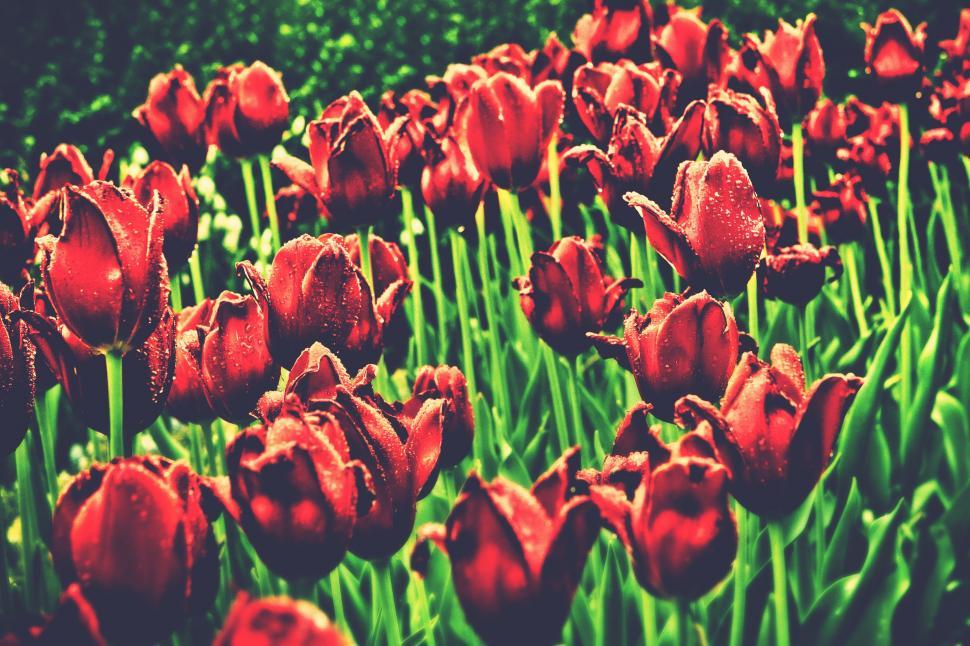 Free Image of Red Tulips with Green Stems  