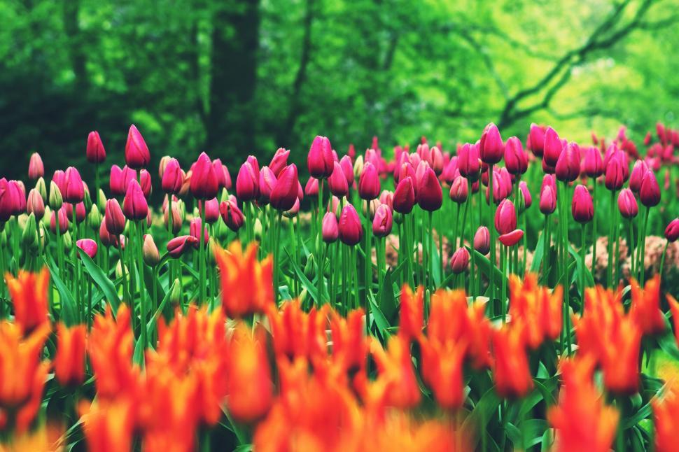 Free Image of Pink and Orange Flowers  