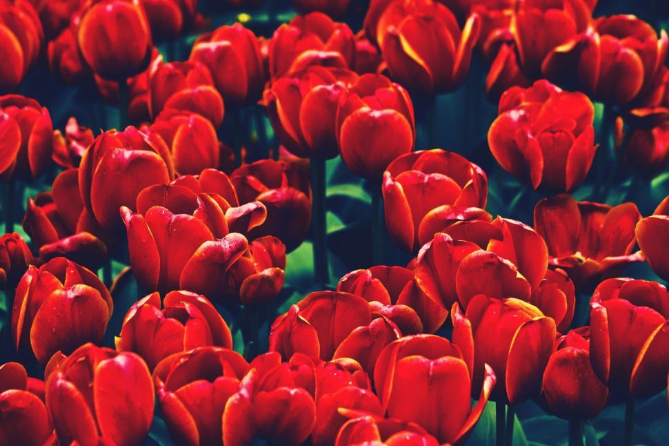Free Image of Bright Red Tulip Flowers  