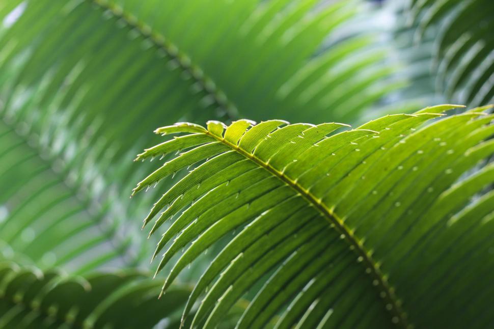 Free Image of Frond leaves  
