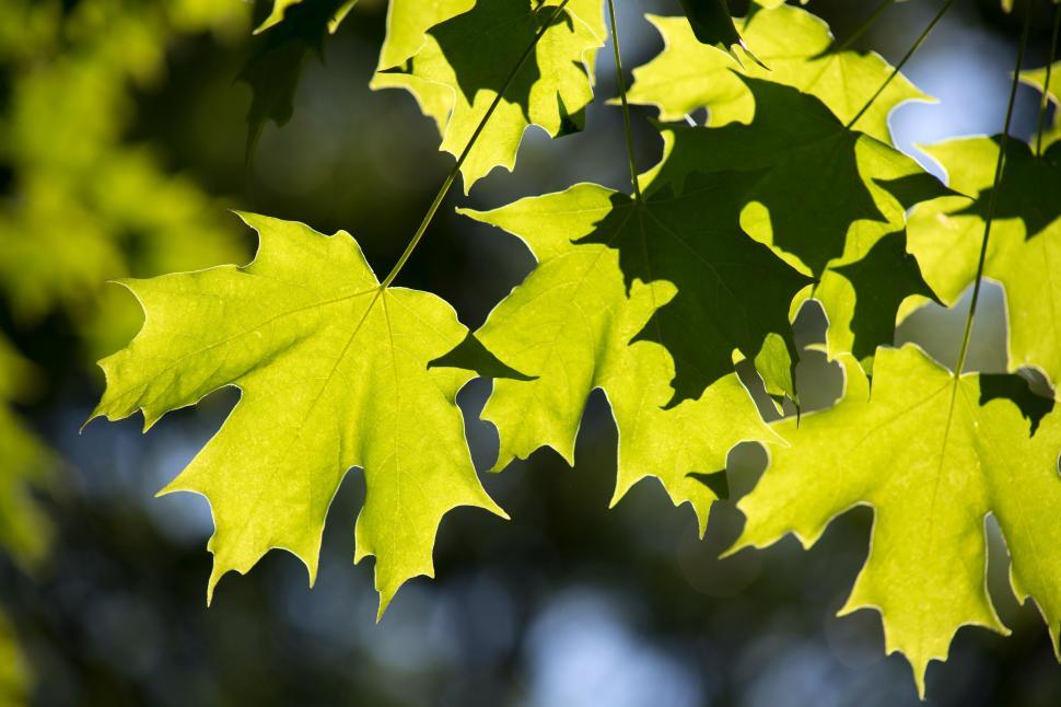 Free Image of Green Maple 