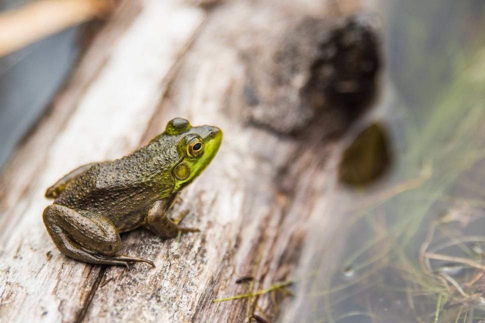 Free Image of Frog on wood log  