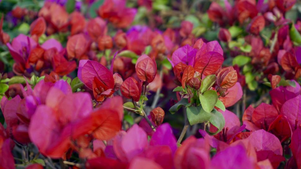 Free Image of Pink Flower Garden  