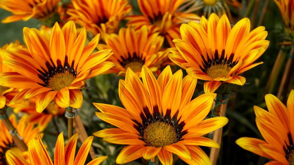 Free Image of Orange petals sunflowers  