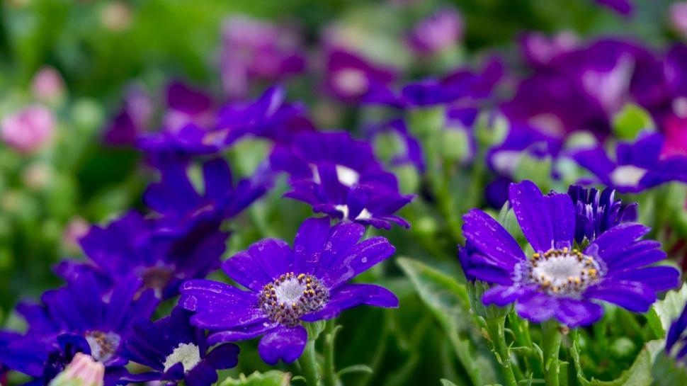 Free Image of Violet Flowers  