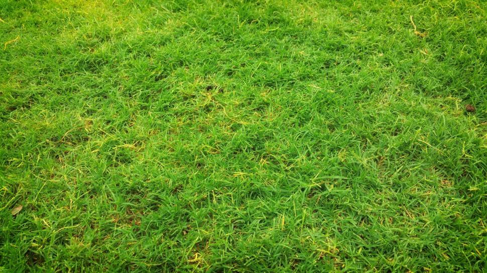 Free Image of Green Grass - Background  