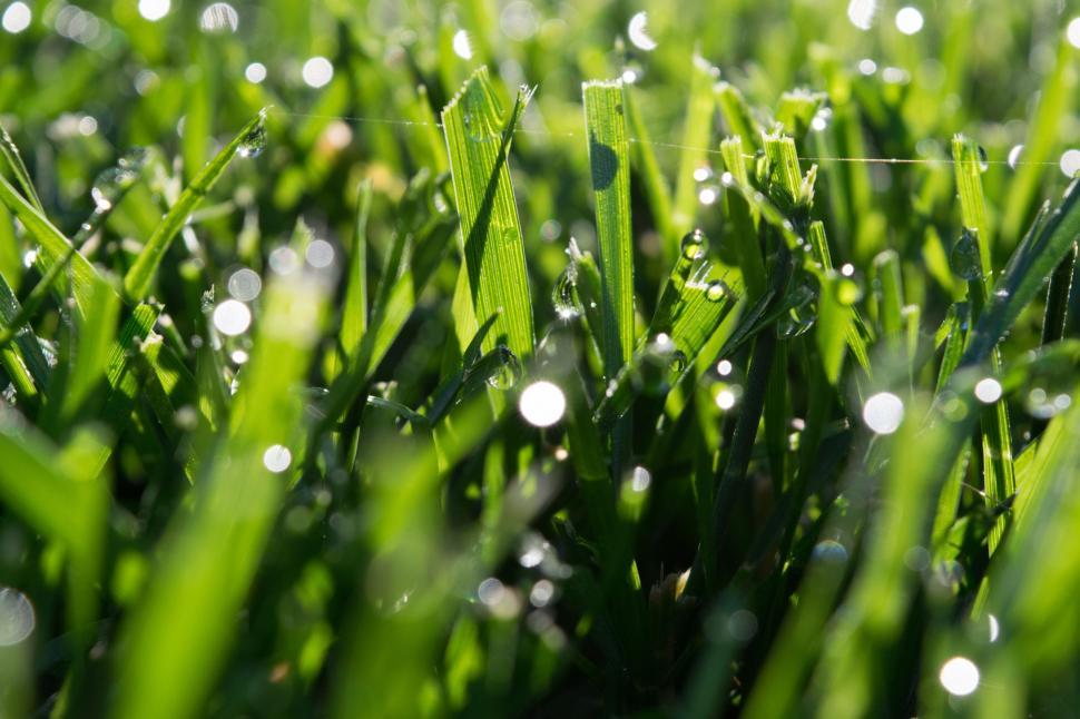 Free Image of Blade Grass and water drops  