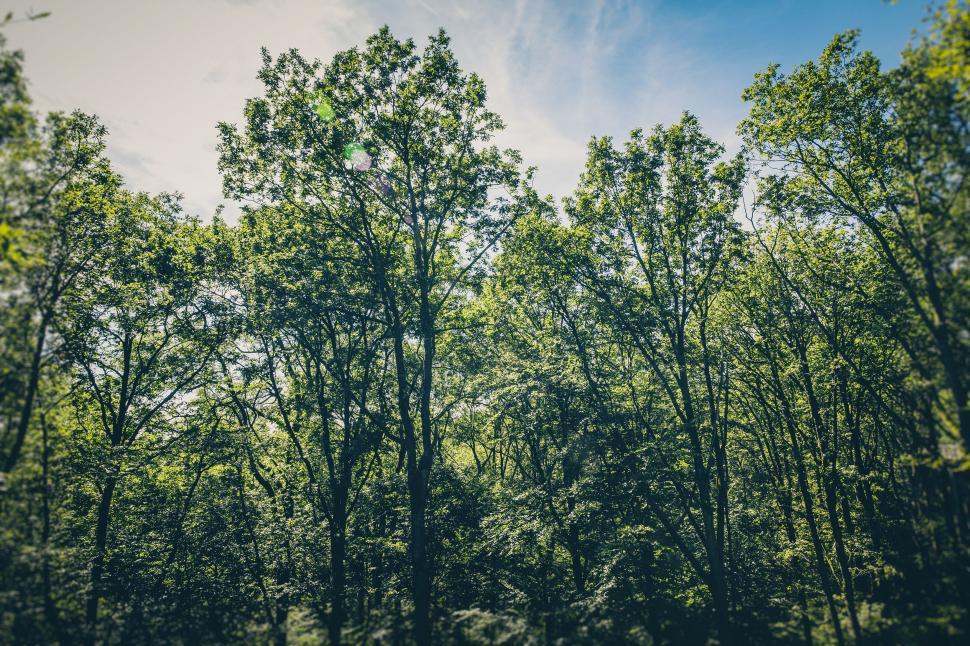Download Free Stock Photo of Forest Trees  