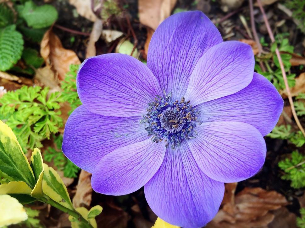 Free Image of Purple Flower - Detailing  