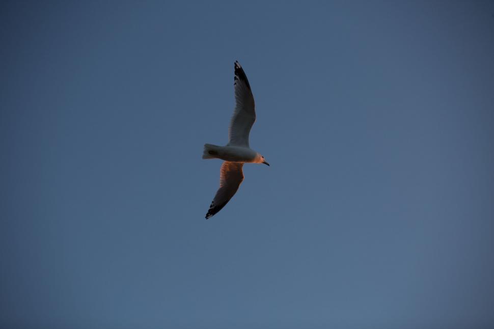 Free Image of Black Gull  