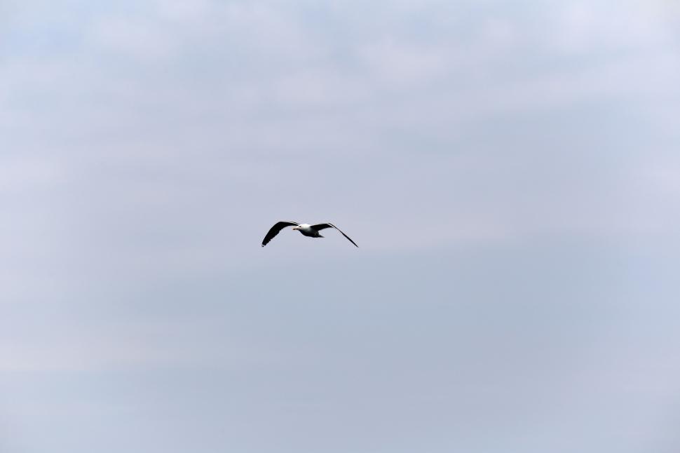 Free Image of Seagull in Sky  