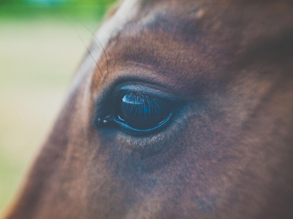 Free Image of Horse Eye - detailing  