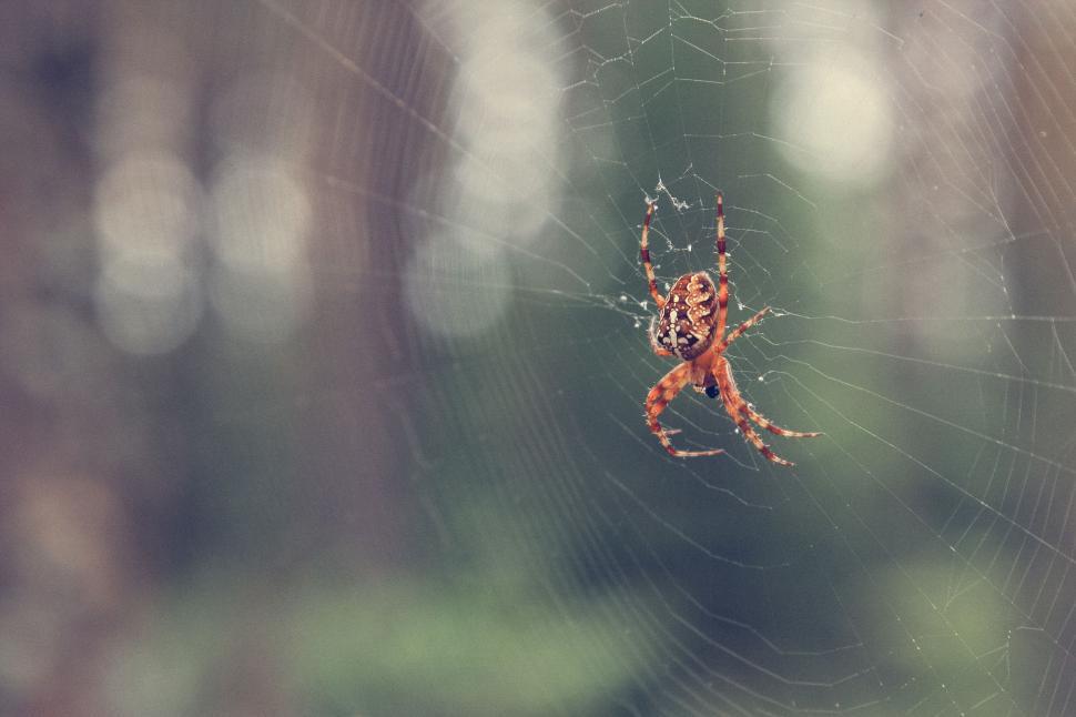 Free Image of Blur view of Spider Web with spider 