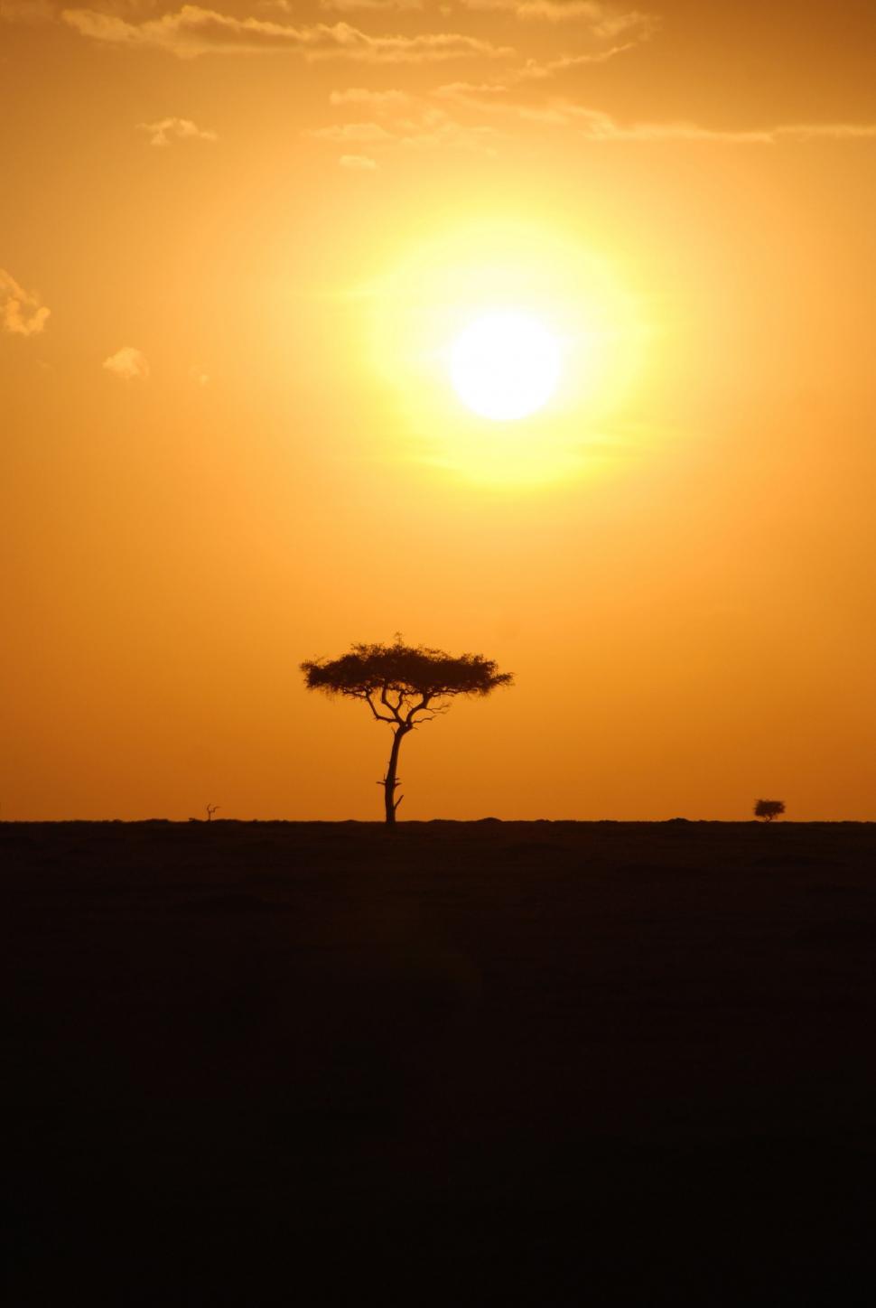 Free Image of Silhouette of Tree During Sunset 