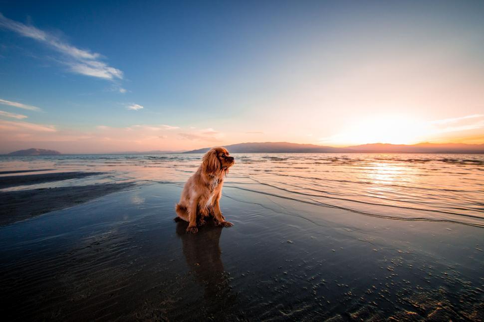 Free Image of Dog and Ocean  