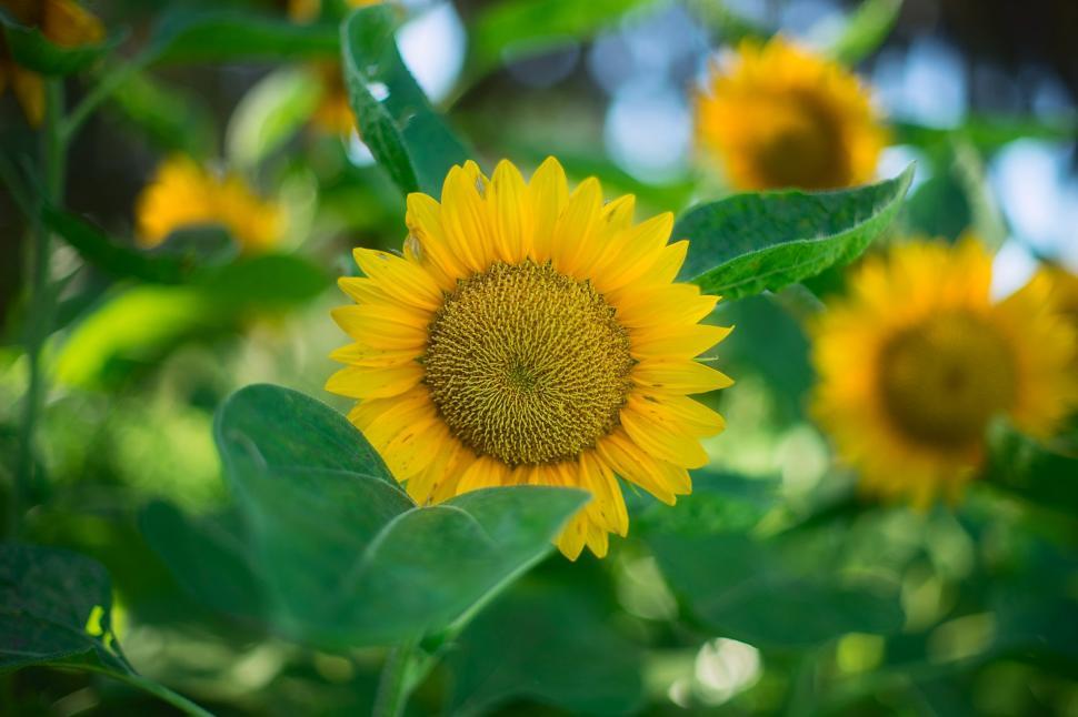 Free Image of Sunflower and green leaves  