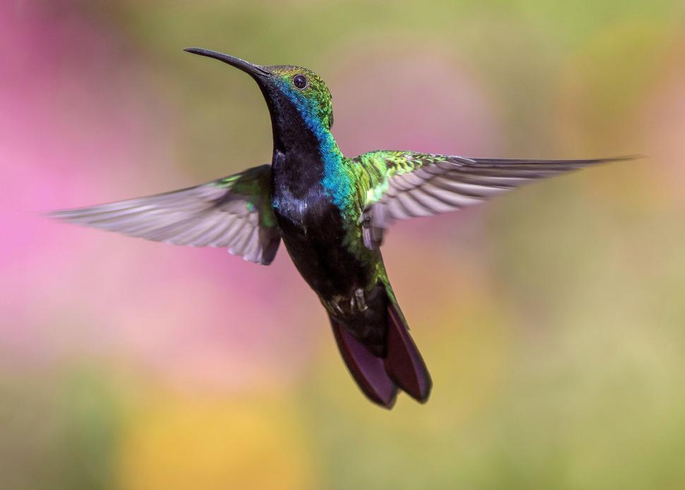 Free Image of Broad-billed Hummingbird 
