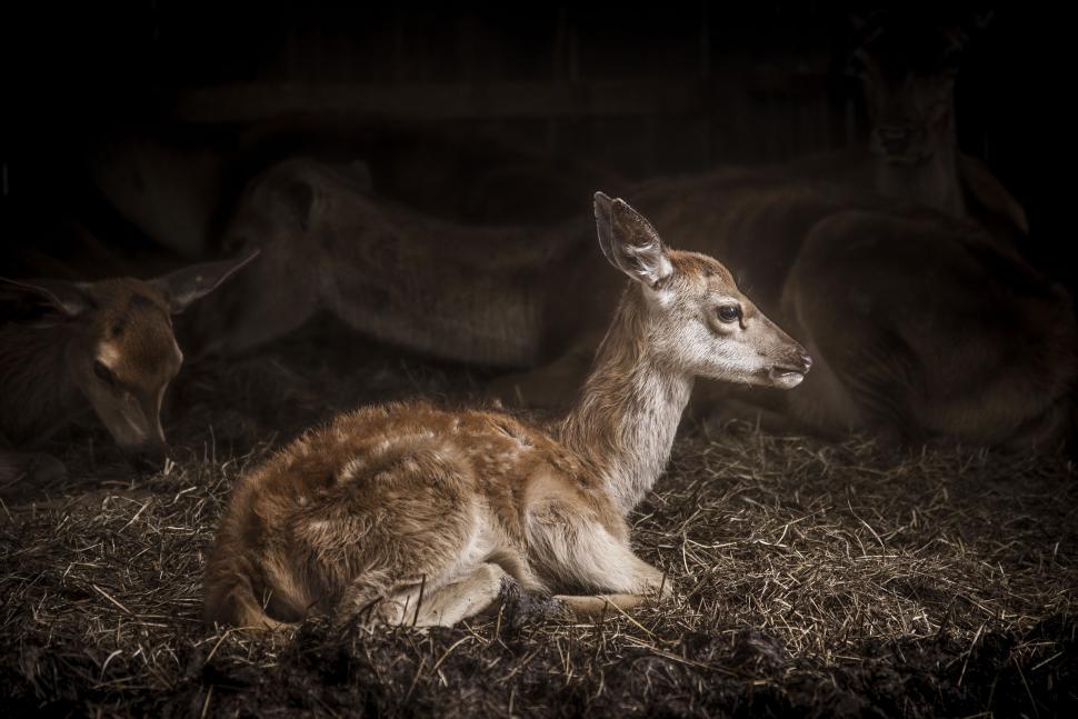 Free Image of Buck (deer)  