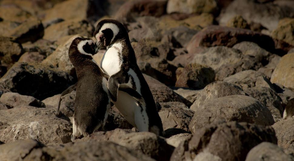 Free Image of Two African penguins 