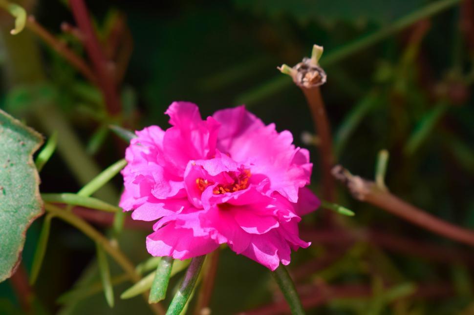 Free Image of Single Pink Flower  