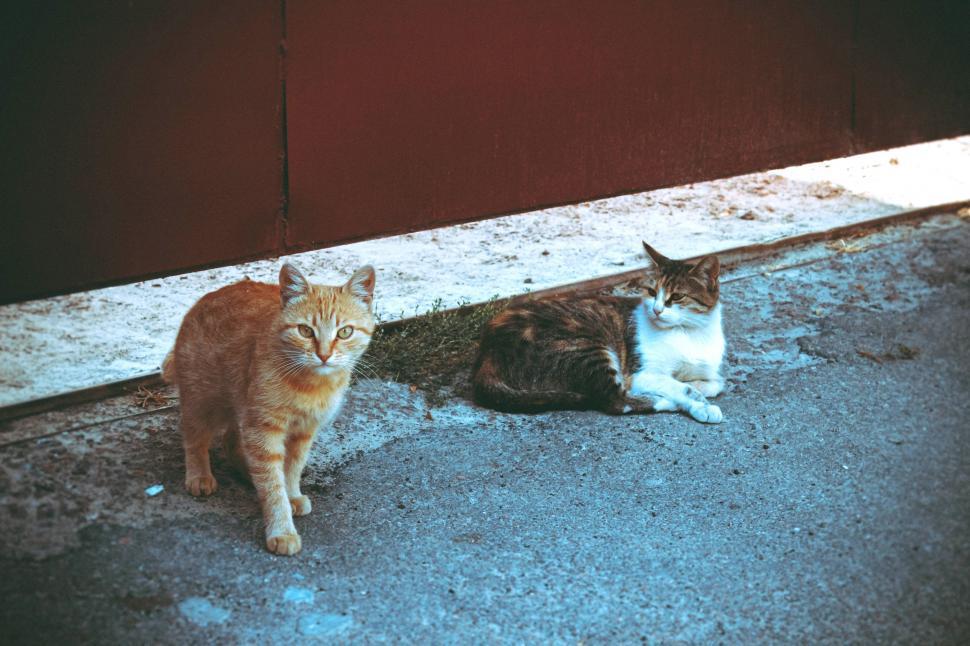 Free Image of Two Cats  