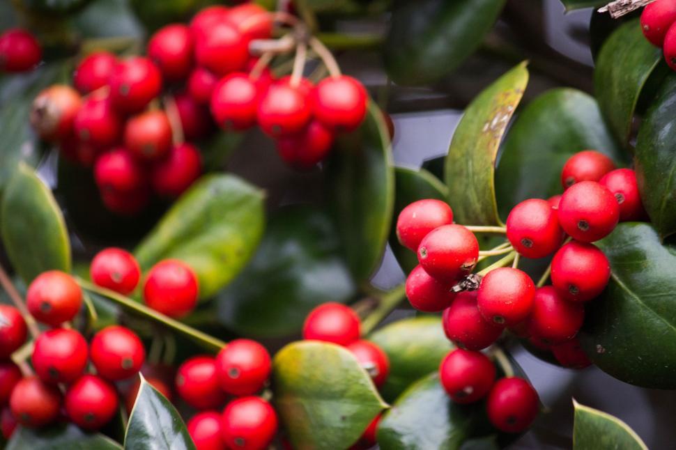 Free Image of Holly Berries  