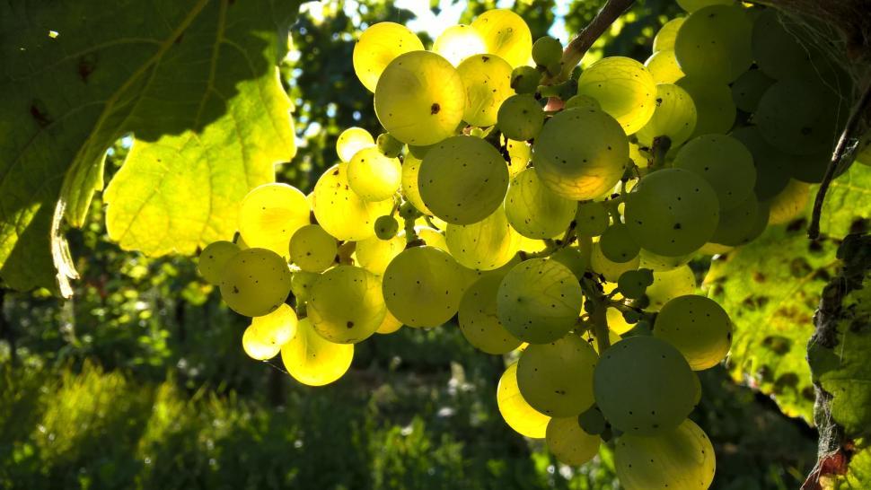 Free Image of Glowing Green Grapes 