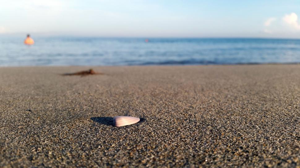 Free Image of Conch on beach 