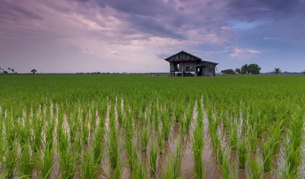 Free Image of Rice Field and Cottage  