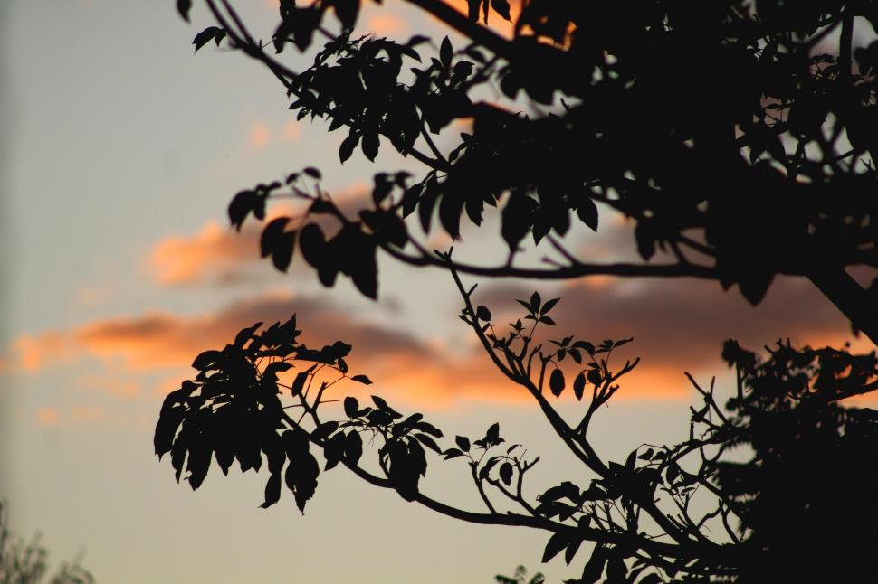 Free Image of Tree leaves and sunset  