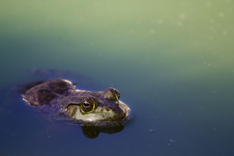 Free Image of Toad in pond  