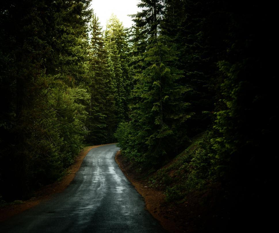 Free Image of Empty Road in Forest  