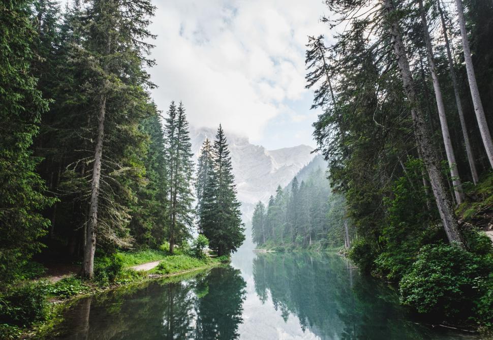 Free Image of Lake and tall trees  