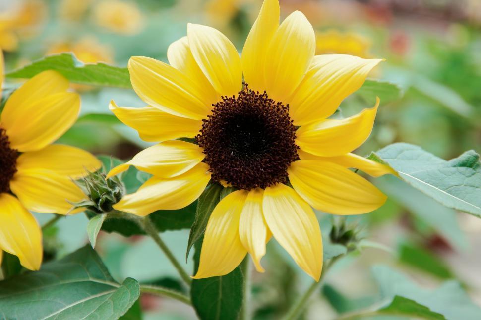 Free Image of Single Sunflower 