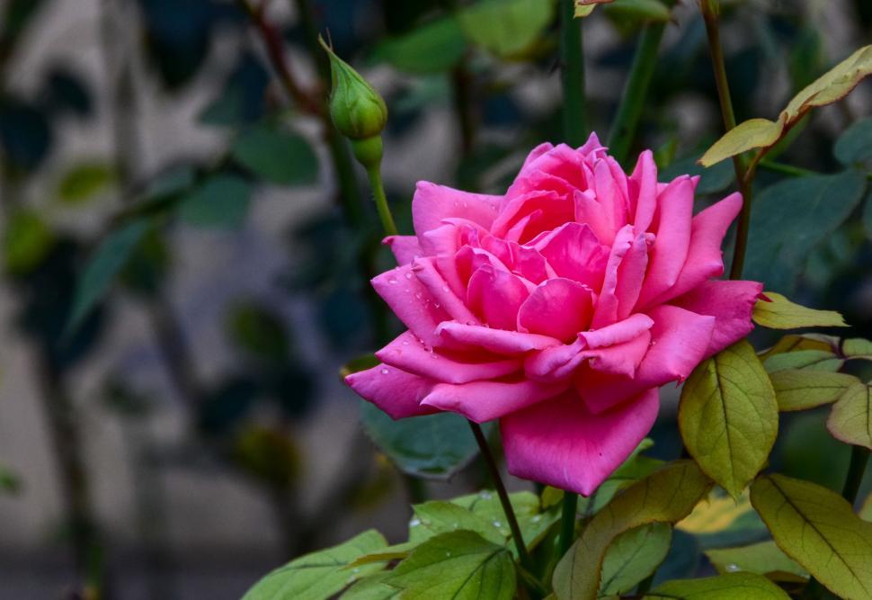 Free Image of Pink Rose 