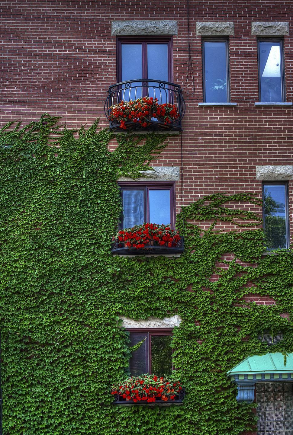Free Image of Windows with red flowers  