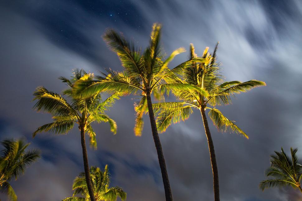 Free Image of Palm Trees and Night Sky  