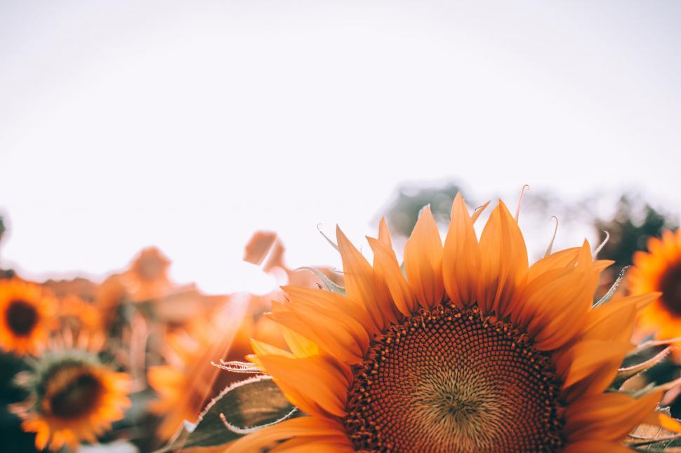 Free Image of Sunflower Disk floret 