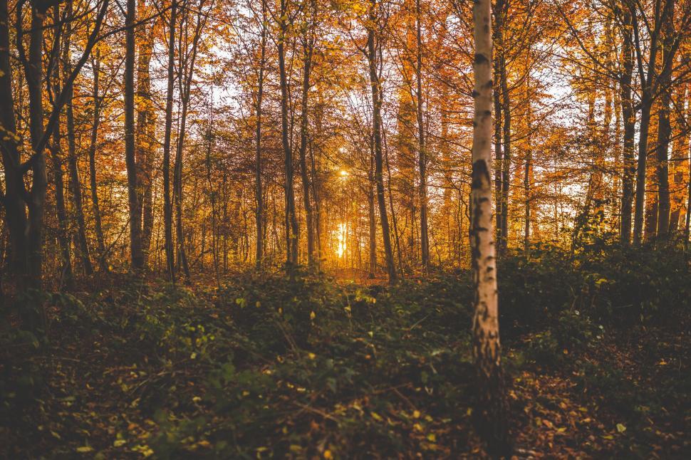 Free Image of Trees and Sunlight 