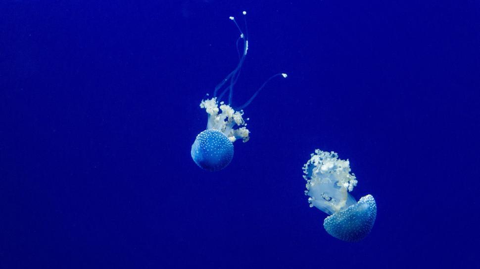 Free Image of Two Jellyfish  