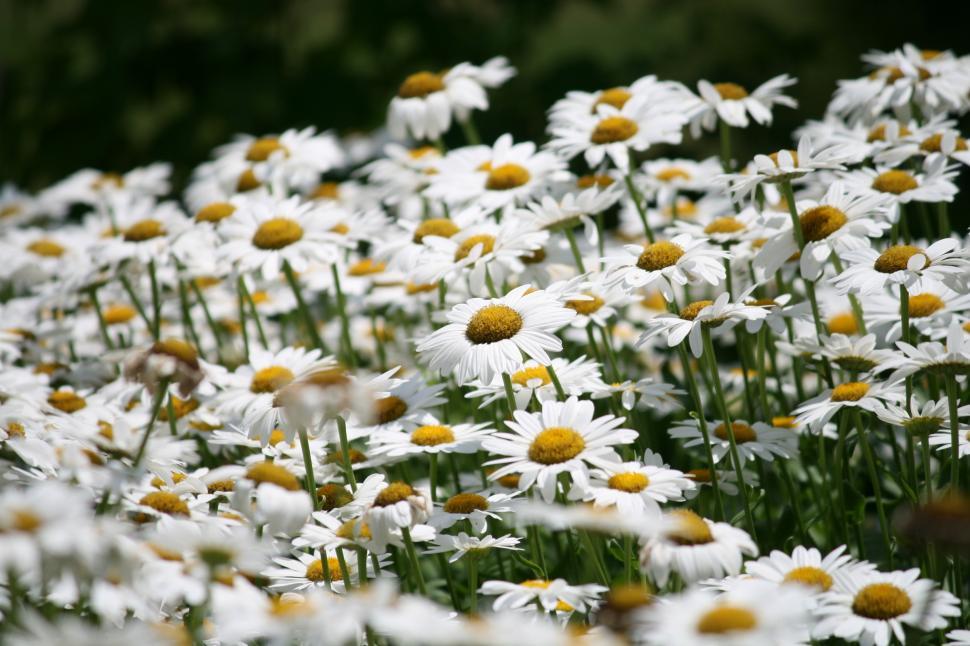 Free Image of Field of flowers 