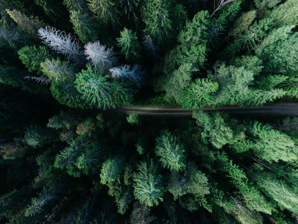 Free Image of Trees and Road from above  