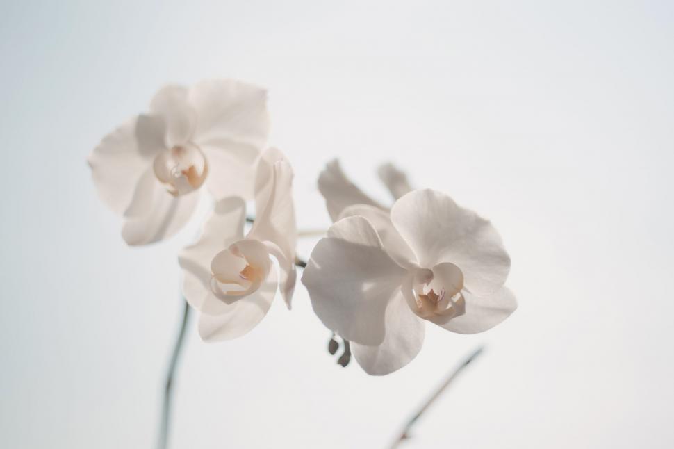 Free Image of White orchid flowers 