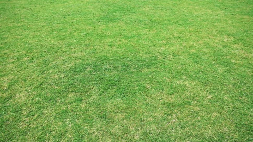 Free Image of Green Lawn  