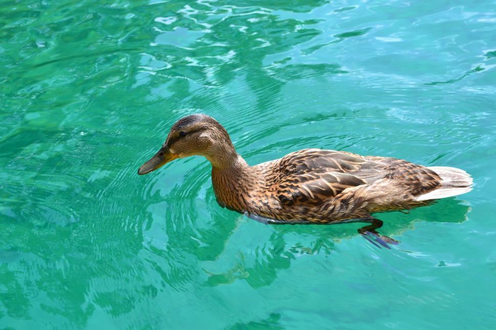 Free Image of Mallard Duck (female) 