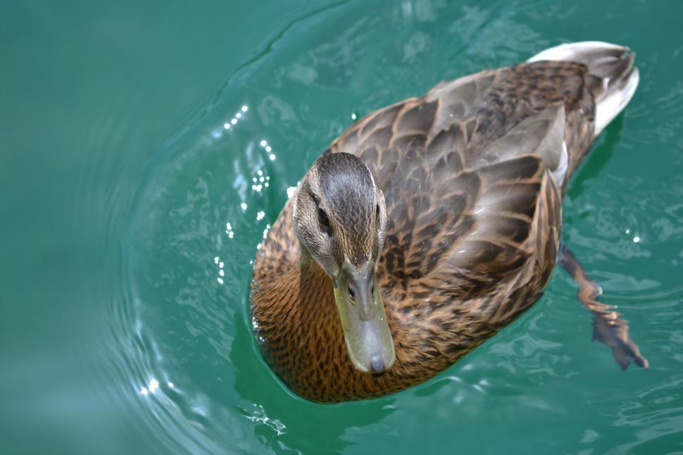 Free Image of Mallard Duck 