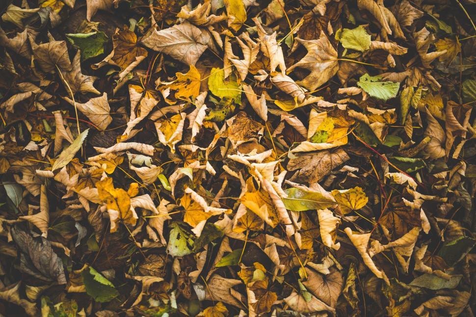 Free Image of Autumn Leaves  