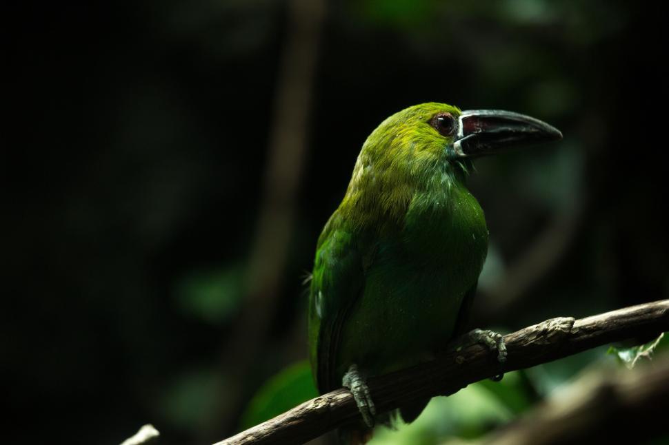 Free Image of Green Bird perched on tree branch  
