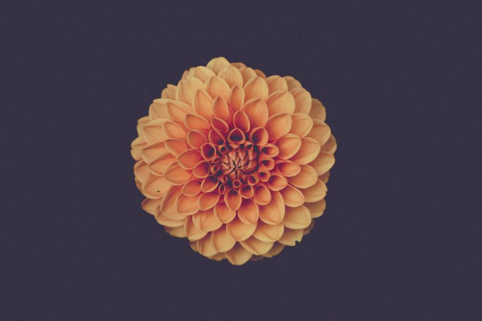 Free Image of Orange Dahlia Flower  