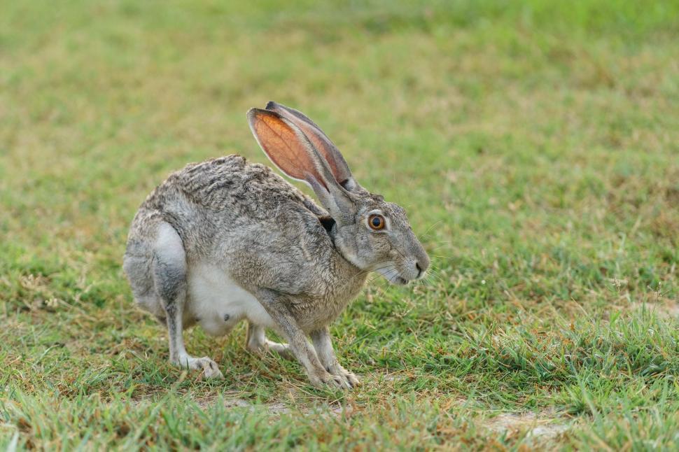 Free Image of Cottontail Rabbit  